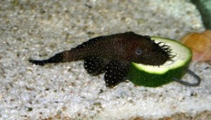 Анциструс сом-присоска акваріумна рибка зміст