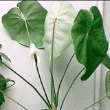 Арма - рослина, корисні властивості - скальпель - медичний інформаційно-освітній портал