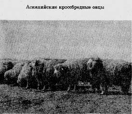 Асканійські кросбредного вівці (вівчарство породи)