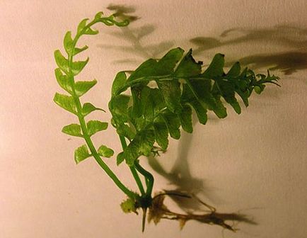 Asplenium - îngrijire, transplant după cumpărare, teren, adâncime, video