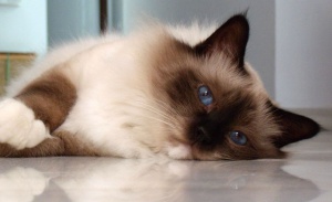 Балинезийская кішка в будинку чим годувати екзотичну «Мурку»