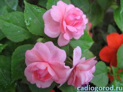 Impatiens virág (Impatiens ellátás) Impatiens virág