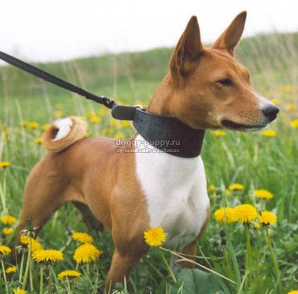 Basenji fajta leírása, képek és az ár