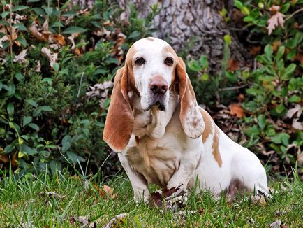 Basset Hound fajta leírását, típusát és jellemzőit, a tartalom