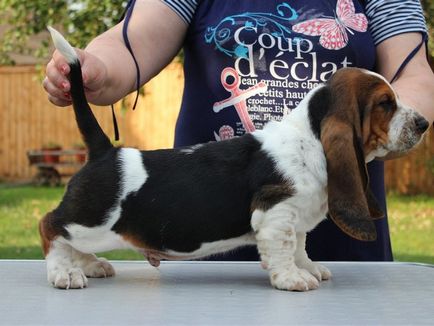 Basset Hound fajta leírását, típusát és jellemzőit, a tartalom