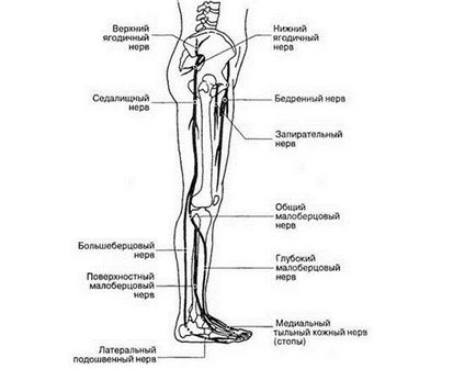 Nervul femural, anatomia, funcția și boala sa