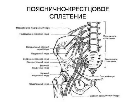 Nervul femural, anatomia, funcția și boala sa