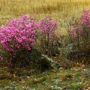 Beresklet - soiuri de fotografie, îngrijire și aplicare în peisaj