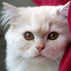 Infertilitatea la pisici, tratamentul netradițional al infertilității - totul despre pisici și pisici cu dragoste