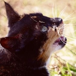 Meddőség macskáknál, szokatlan meddőség kezelése - szól macskák és macskák szeretettel