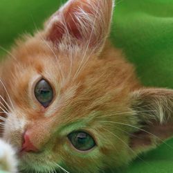 Infertilitatea la pisici, tratamentul netradițional al infertilității - totul despre pisici și pisici cu dragoste