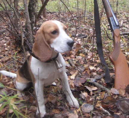 Beagle the Hunter!