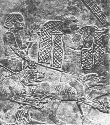 Câinii de luptă din imaginea antichității câinilor luptători - folosiți în bătăliile armate ale perioadei