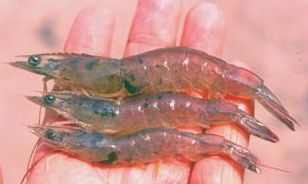 Boli ale creveților de apă dulce - forum pentru acvariu