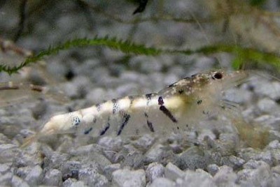 Boli ale creveților de apă dulce - forum pentru acvariu