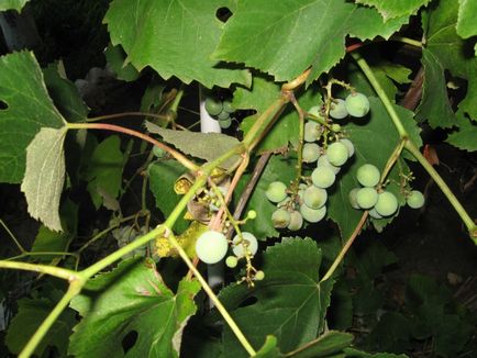Хвороби винограду які бувають і як боротися