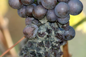 Хвороби винограду захист і лікування винограду від хвороб і шкідників