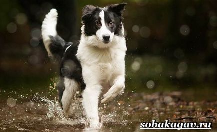 Border Collie Dog