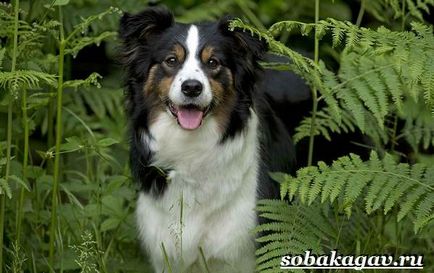 Border Collie Dog