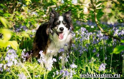 Border Collie Dog