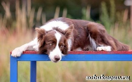 Border Collie Dog