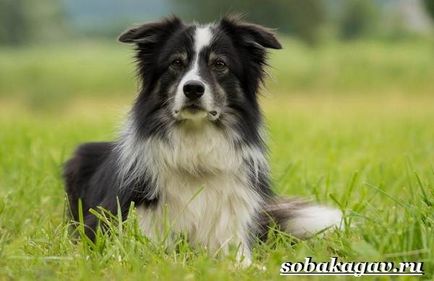 Border Collie Dog