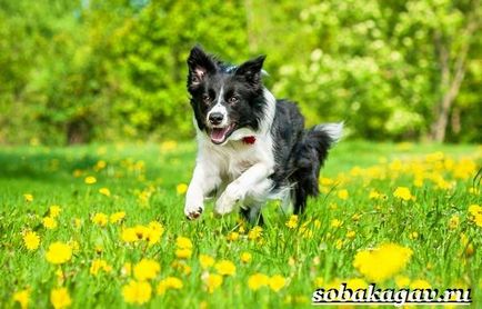 Border Collie Dog