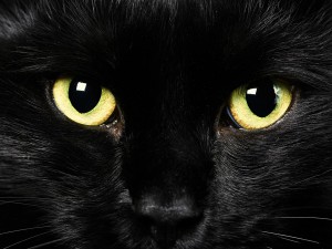 Brejnev și istoria mistică a pisicilor