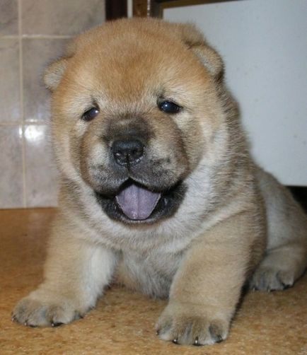 Chow-chow - câine, lins cerul