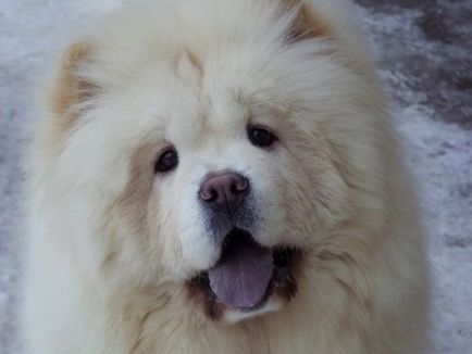 Chow-chow - câine, lins cerul