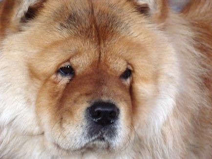 Chow-chow - câine, lins cerul