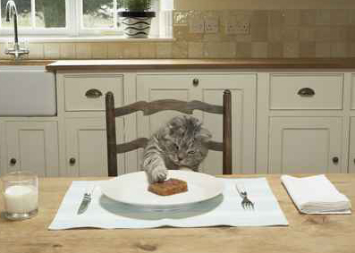 Ce să hrănești o pisică britanică
