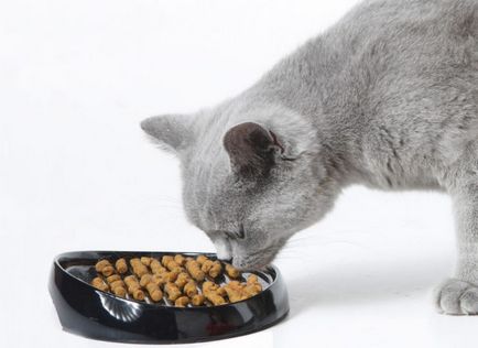 Ce să hrănești o pisică scoțiană în 2 luni