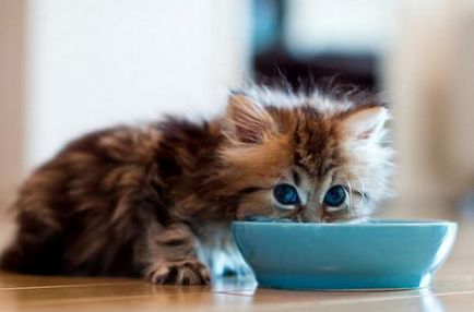 Чим годувати шотландського кошеняти в 2 місяці