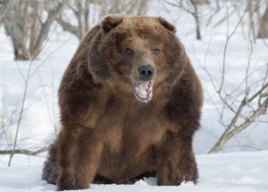 Чим небезпечний ведмідь-шатун