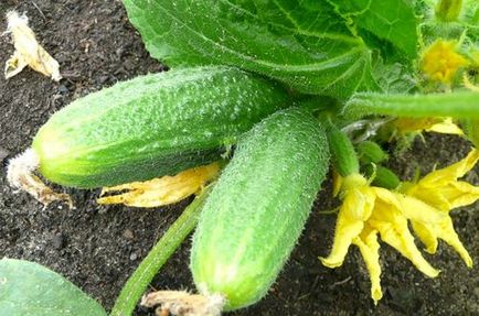 Чим підгодовувати огірки в теплиці для гарного врожаю і зростання в серпні