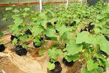 Чим підгодовувати огірки в теплиці для гарного врожаю і зростання в серпні