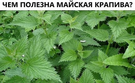 Mennyire hasznos a májusi csalán (vitaminok egyedülálló gyógyító) Mennyire hasznos a májusi csalán