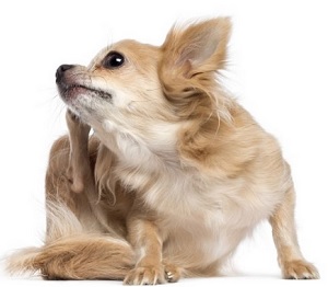 A viszketés enyhítésére a kutya dekoratív sziklák omega-3 és omega-6 zsírsavak