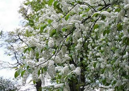 Bird cseresznye (Prunus mahaleb) zöld utat