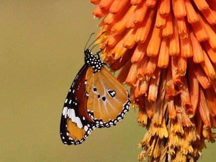 Lepidoptera sau fluturi (lepidoptera)