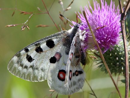 Lepidoptera sau fluturi (lepidoptera)
