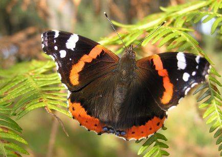 Lepidoptera, vagy lepkék (Lepidoptera)