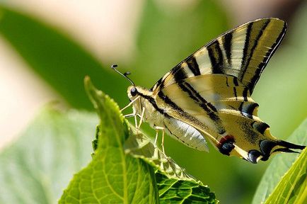 Lepidoptera sau fluturi (lepidoptera)