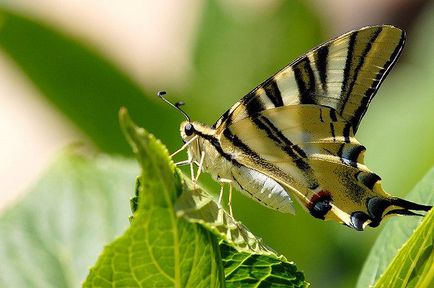 Lepidoptera, vagy lepkék (Lepidoptera) (Lepidoptera) Lepidoptera, vagy lepkék (Lepidoptera)