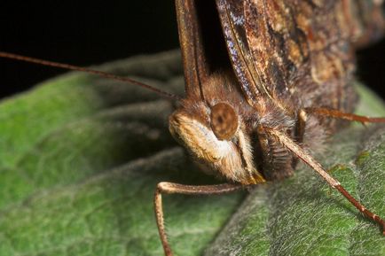 Lepidoptera sau fluturi (lepidoptera)