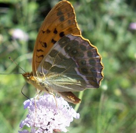 Lepidoptera, vagy lepkék (Lepidoptera)