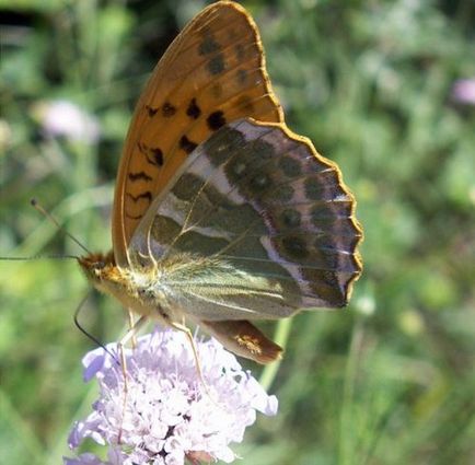 Lepidoptera, vagy lepkék (Lepidoptera) (Lepidoptera) Lepidoptera, vagy lepkék (Lepidoptera)