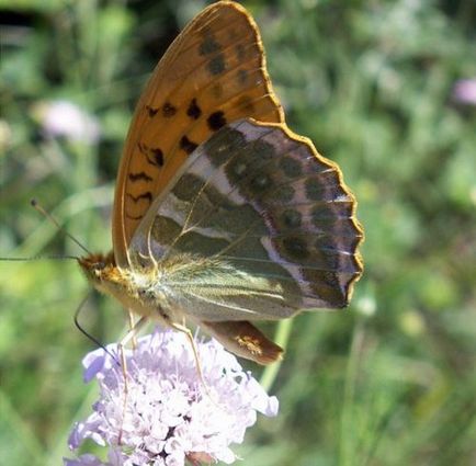 Lepidoptera sau fluturi (lepidoptera)