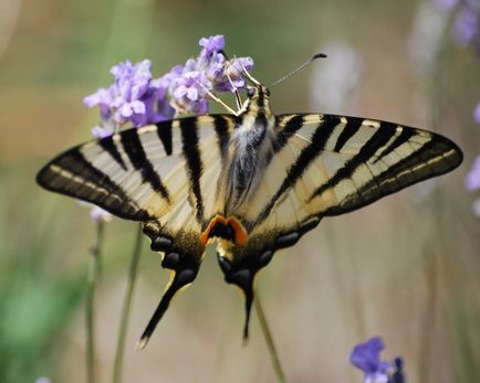 Lepidoptera sau fluturi (lepidoptera)